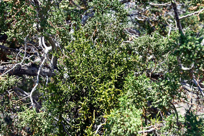 Juniper Mistletoe is a high desert and uplands species found in pinyon-juniper communities and is parasitic on several species of Junipers. Phoradendron juniperinum
